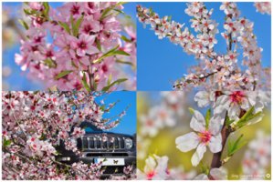 jeep almendros vvvv.jpg